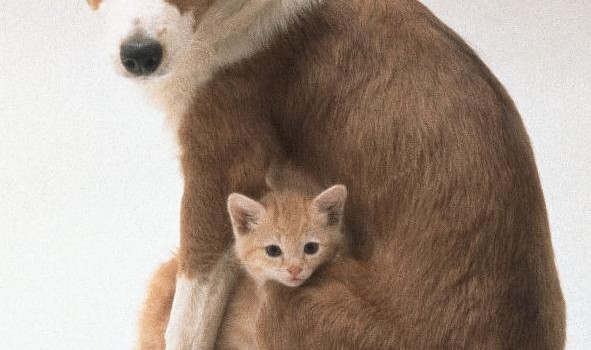 Protectora de animales