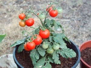 macetohuerto tomate, propósitos